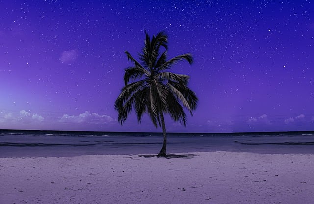 palm-tree-6529279_640
